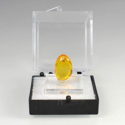 Baltic amber with insect