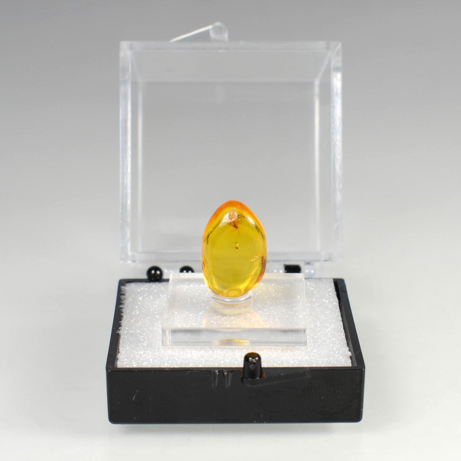 Baltic amber with insect