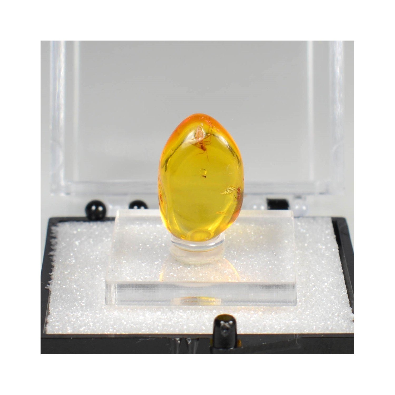 Baltic amber with insect