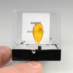 Baltic amber with insect
