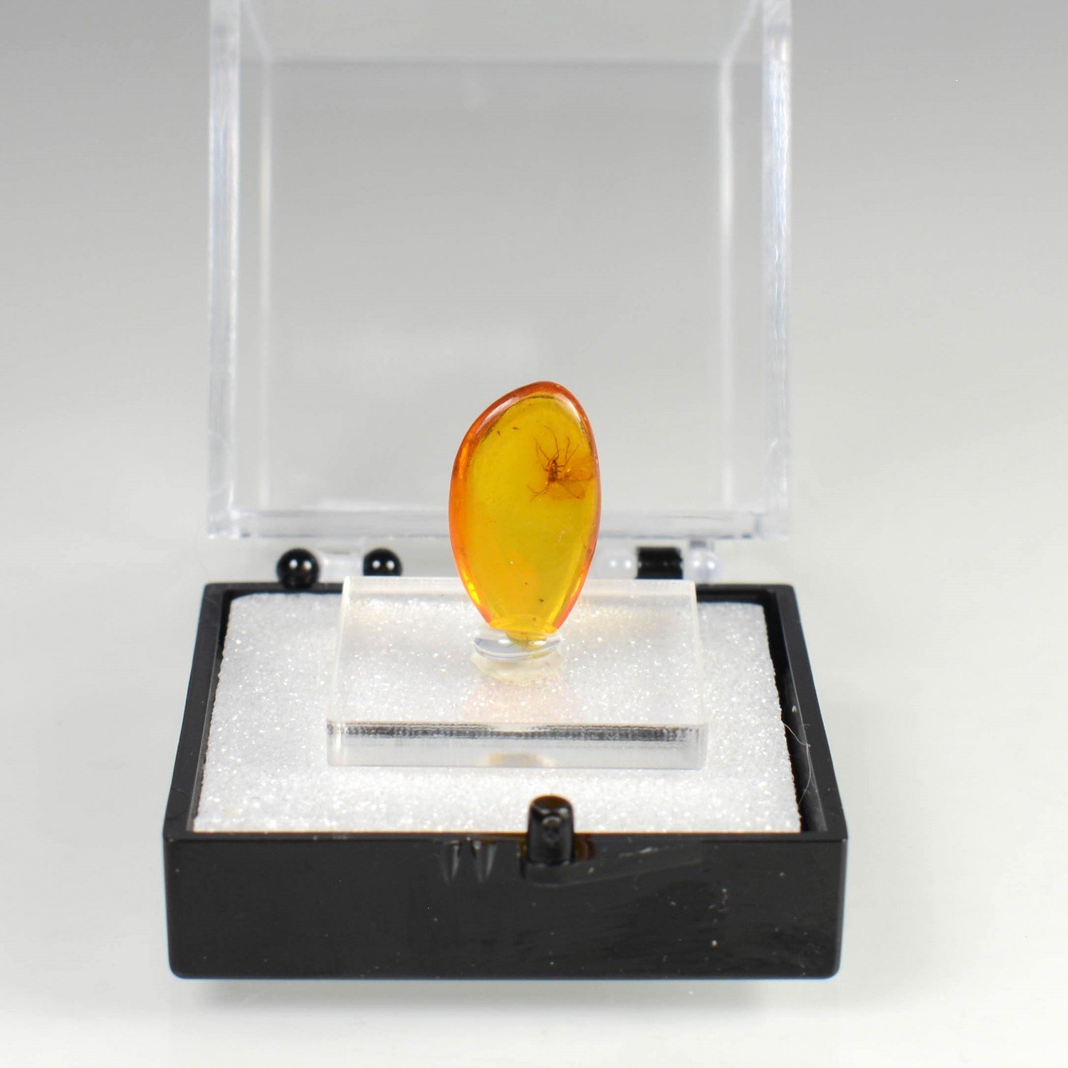 Ambre de la Baltique avec insecte Ambre de la Baltique avec insecte