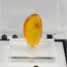 Baltic amber with insect Baltic amber with insect