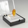 Baltic amber with insect Baltic amber with insect