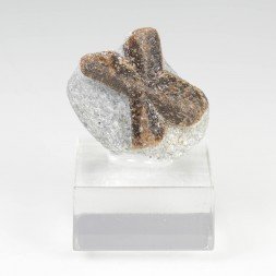 Staurotide - Semiostrovye, Kola Peninsula, Russia