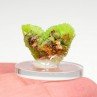 Pyromorphite - Mine Daoping, Province de Guangxi, Chine