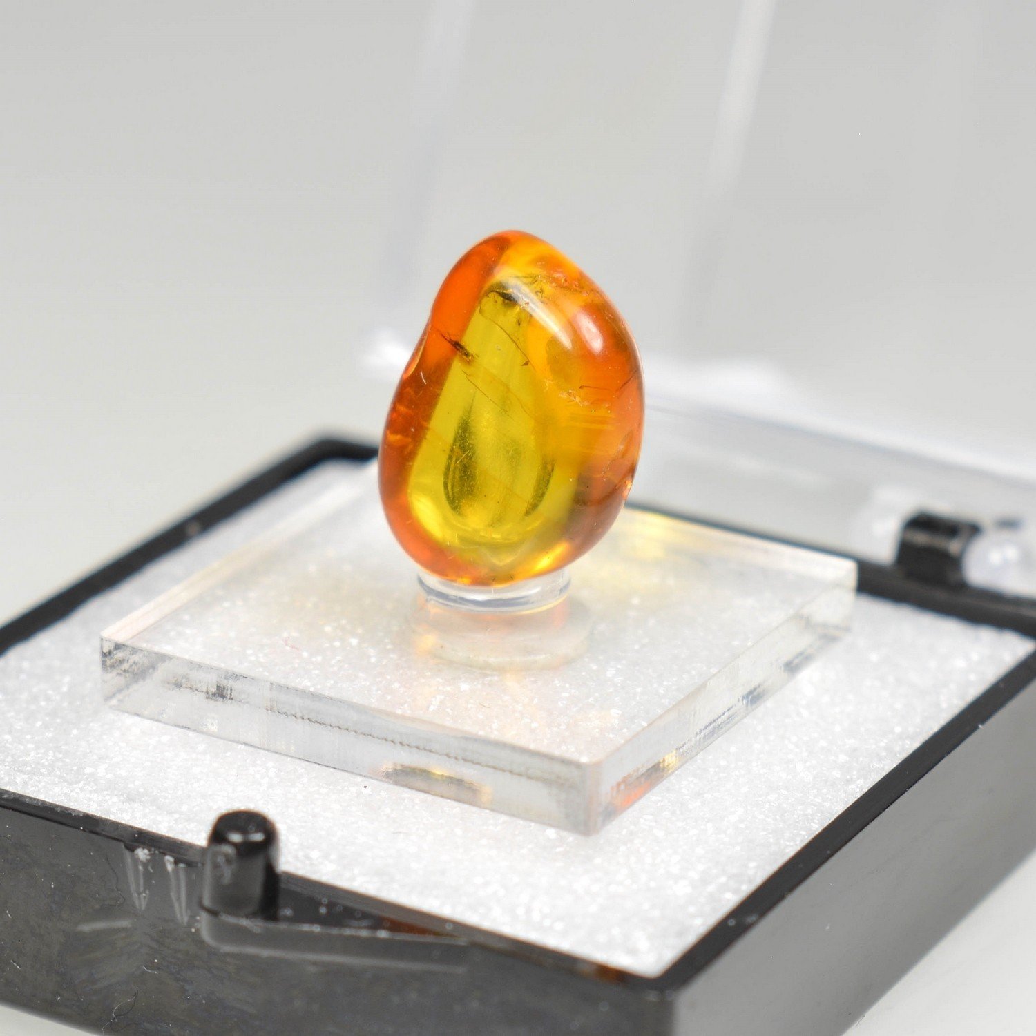 Ambre de la Baltique avec insecte