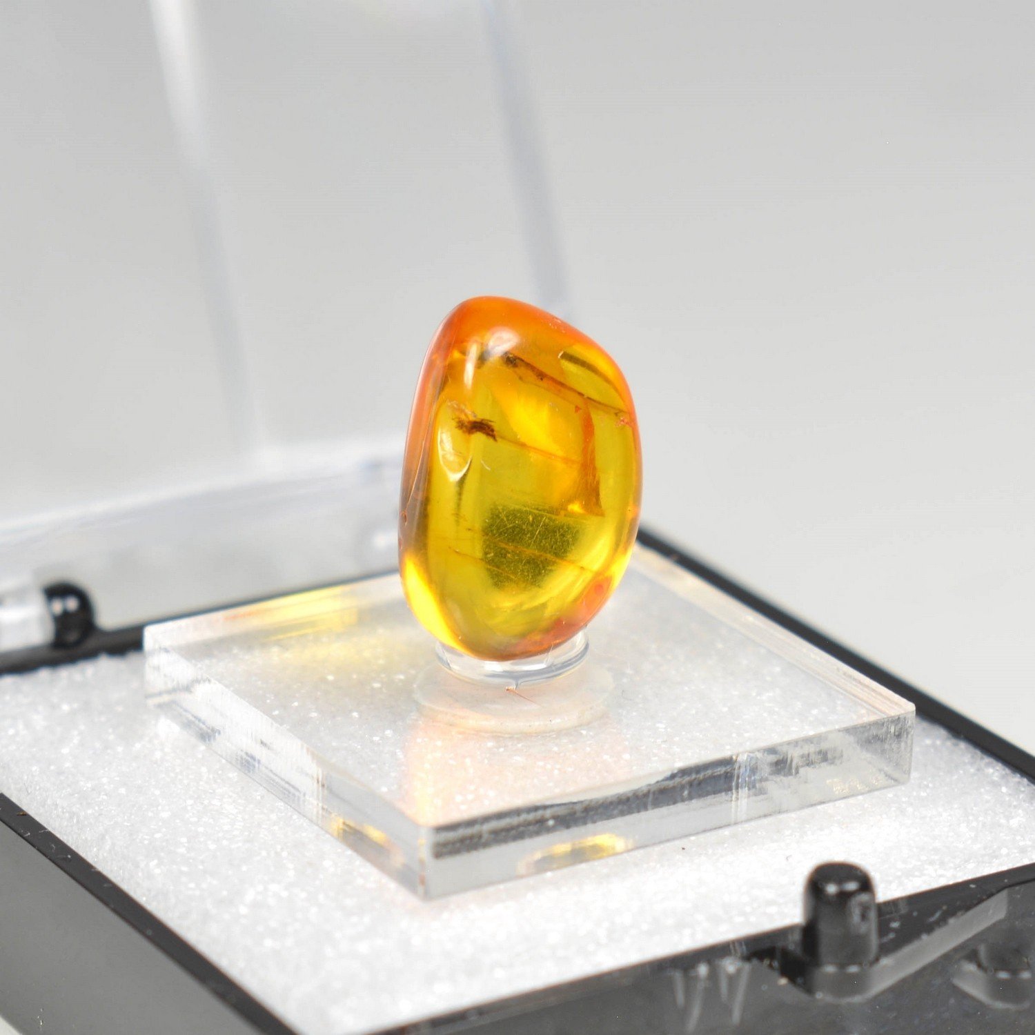 Ambre de la Baltique avec insecte