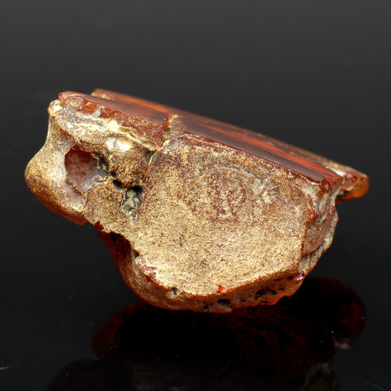 Amber - Chevrière, Oise, France