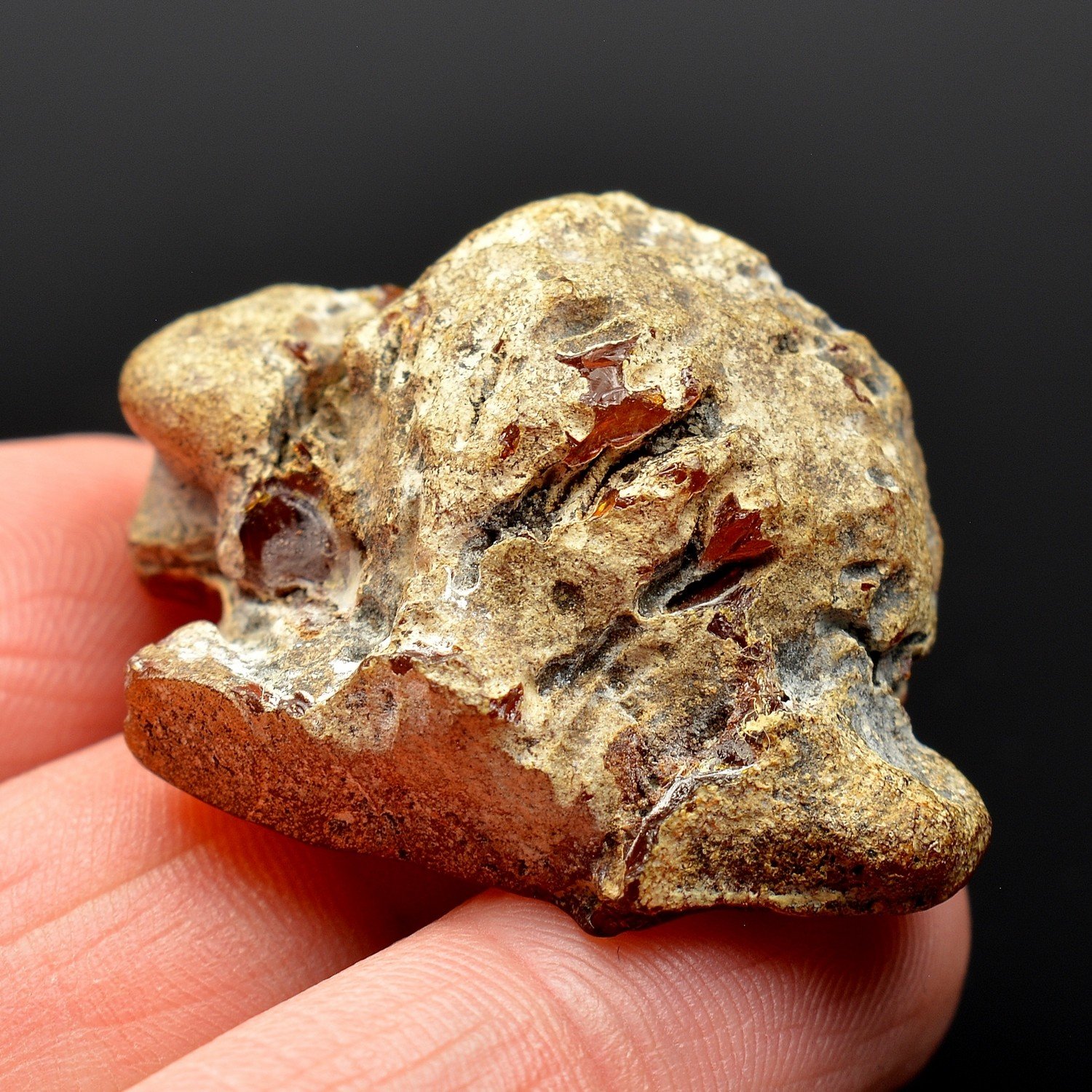 Amber - Chevrière, Oise, France