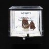 Axinite - Mine Obira, Ono-gun, Kyushu, Japon