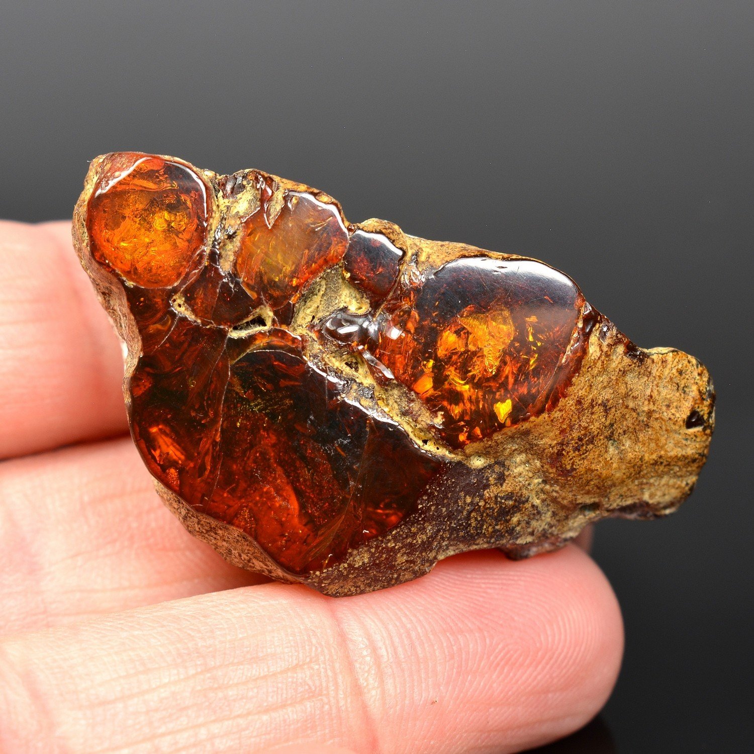 Amber - Chevrière, Oise, France