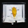 Baltic amber with insect