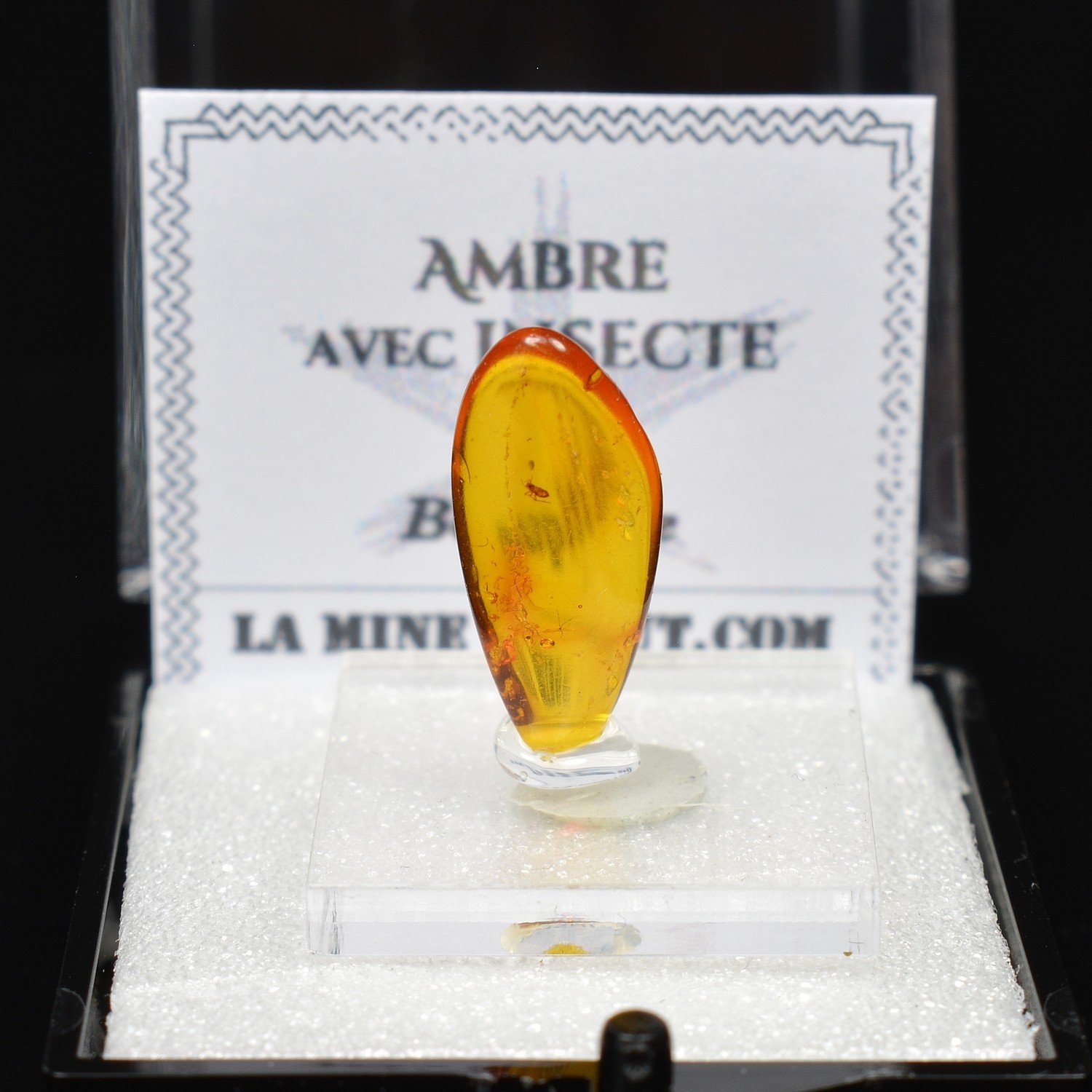 Baltic amber with insect