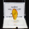 Ambre de la Baltique avec insecte