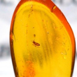 Ambre de la Baltique avec insecte