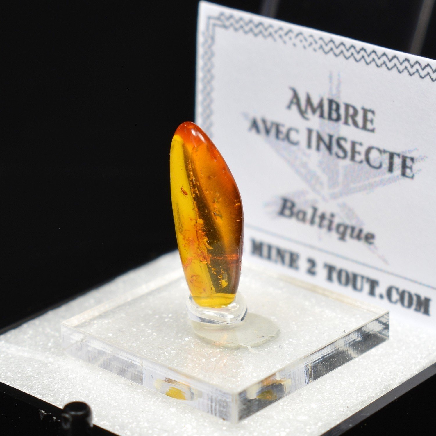 Baltic amber with insect