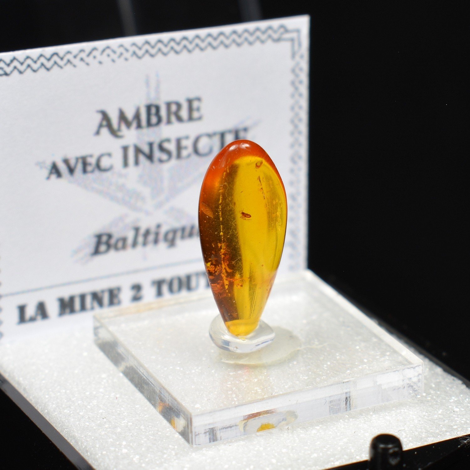 Baltic amber with insect