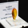 Ambre de la Baltique avec insecte