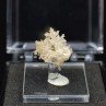 Reticular cerussite – Nakhlak Mine, Isfahan Province, Persia