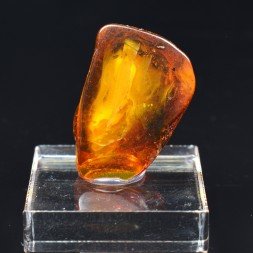 Baltic Amber with Insect