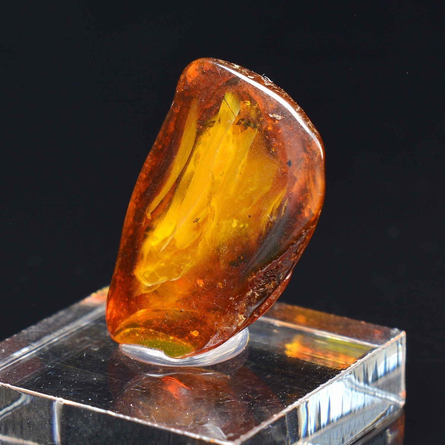 Ambre de la Baltique avec insecte