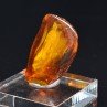 Ambre de la Baltique avec insecte