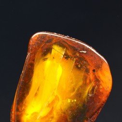 Baltic Amber with Insect