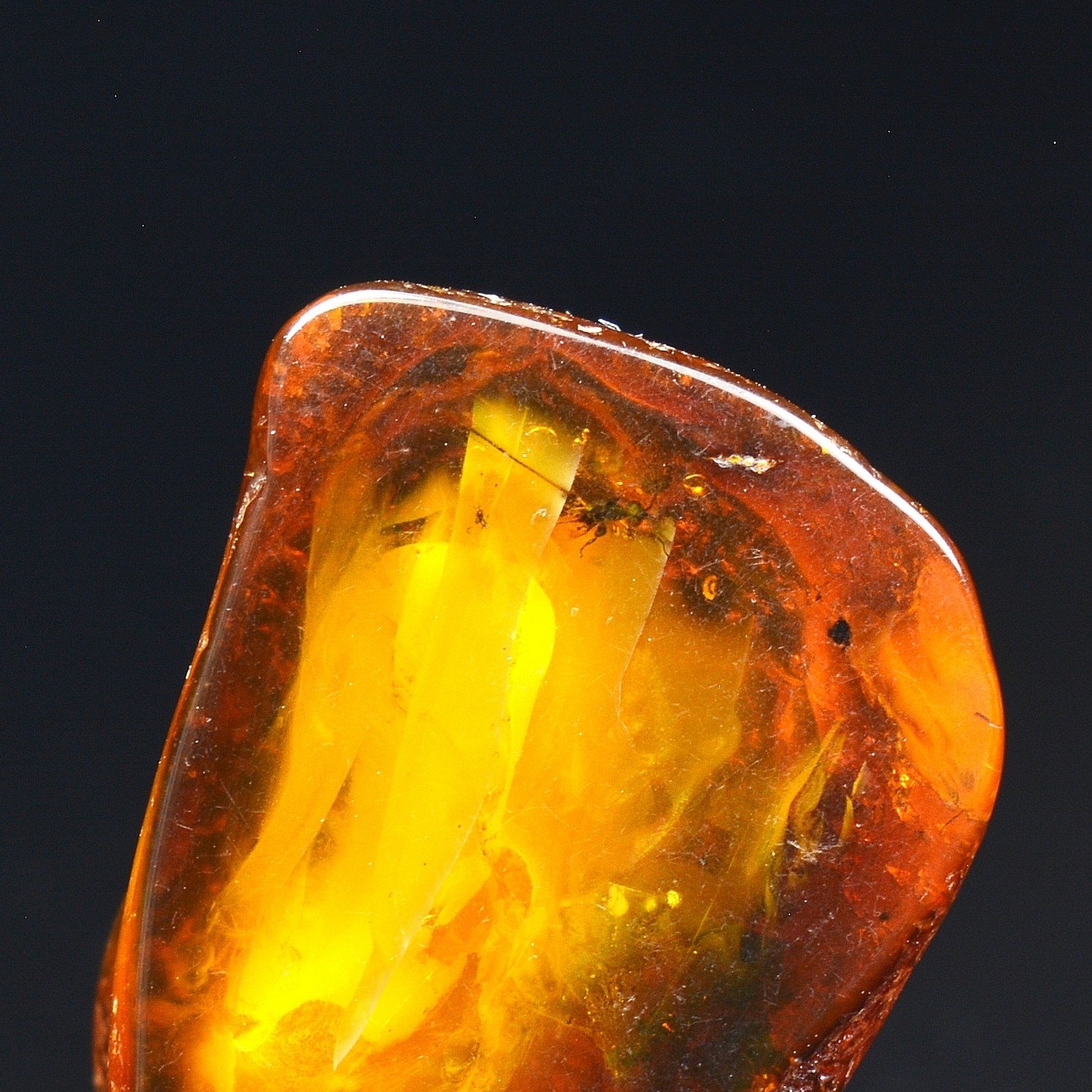 Baltic Amber with Insect