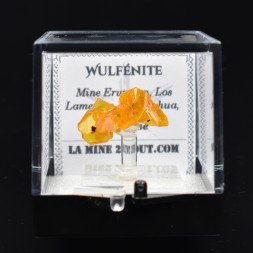 Wulfénite - Mine Erupcion, Los Lamentos, Mexique