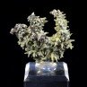 Plumbogummite psm après pyromorphite - Mine Yangshuo, Chine