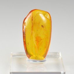 Ambre de la Baltique avec insecte
