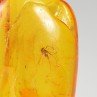 Ambre de la Baltique avec insecte