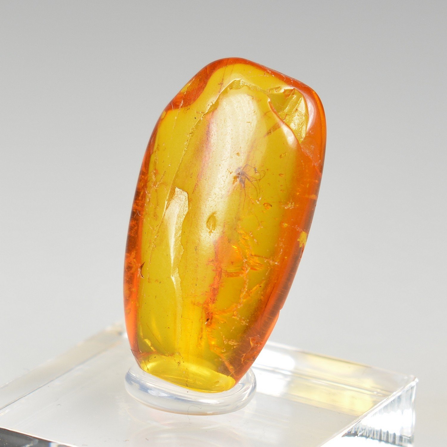 Ambre de la Baltique avec insecte