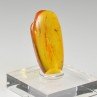 Ambre de la Baltique avec insecte