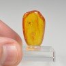 Ambre de la Baltique avec insecte
