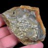 Pyrite - Tréglamus, Côtes d'Armor, France