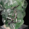 Fluorite – Milpo Mine, Atococha District, La Libertad, Peru