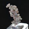 Agate grape - Mamuju, Sulawesi, Indonesia
