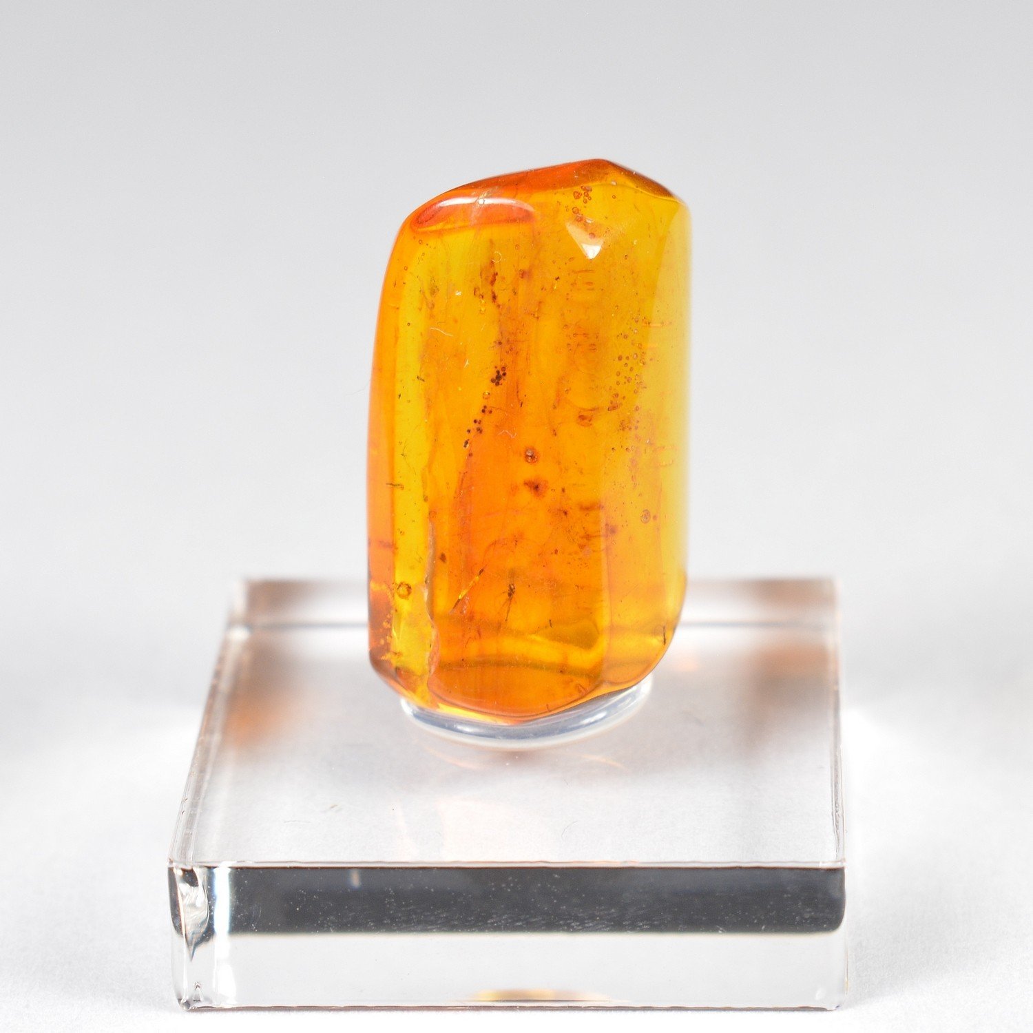 Ambre de la Baltique avec insecte