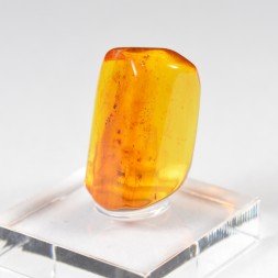 Ambre de la Baltique avec insecte