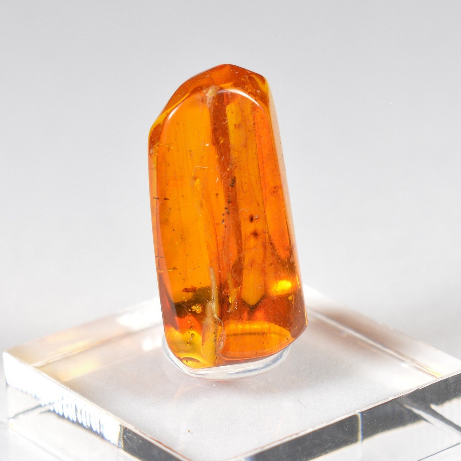 Baltic amber with insect