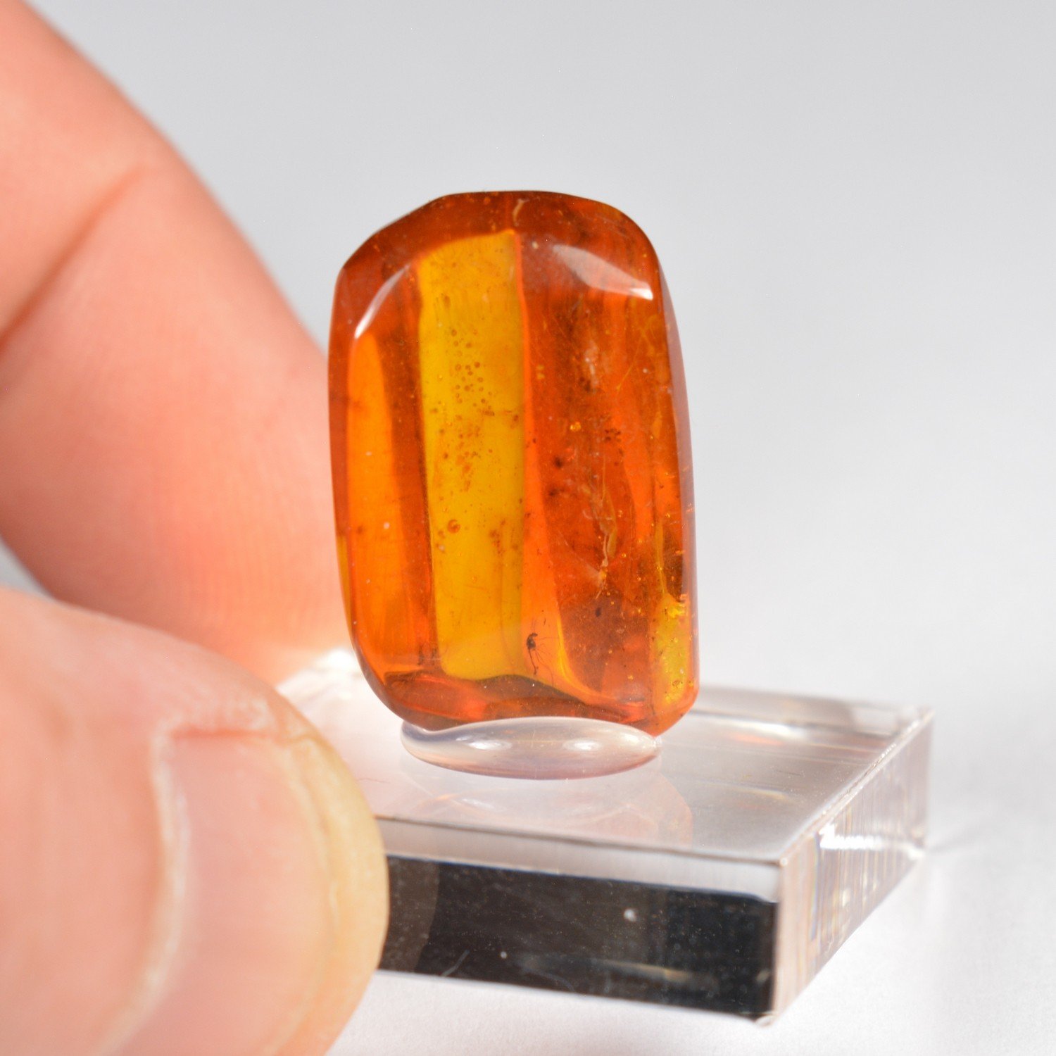 Ambre de la Baltique avec insecte