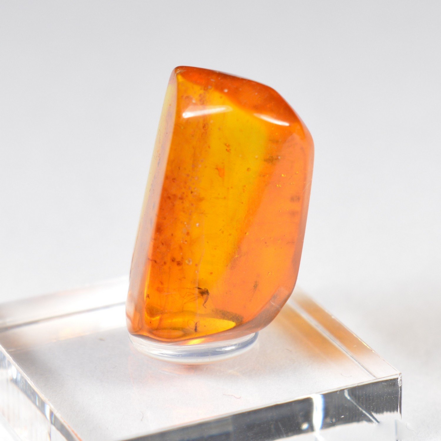Baltic amber with insect