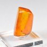 Ambre de la Baltique avec insecte