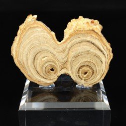 Aragonite - Imilchil, Maroc