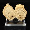 Aragonite - Imilchil, Morocco