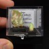OPAL - DUO Cut Stone and Crystallized Stone OPAL - DUO Cut Stone and Crystallized Stone