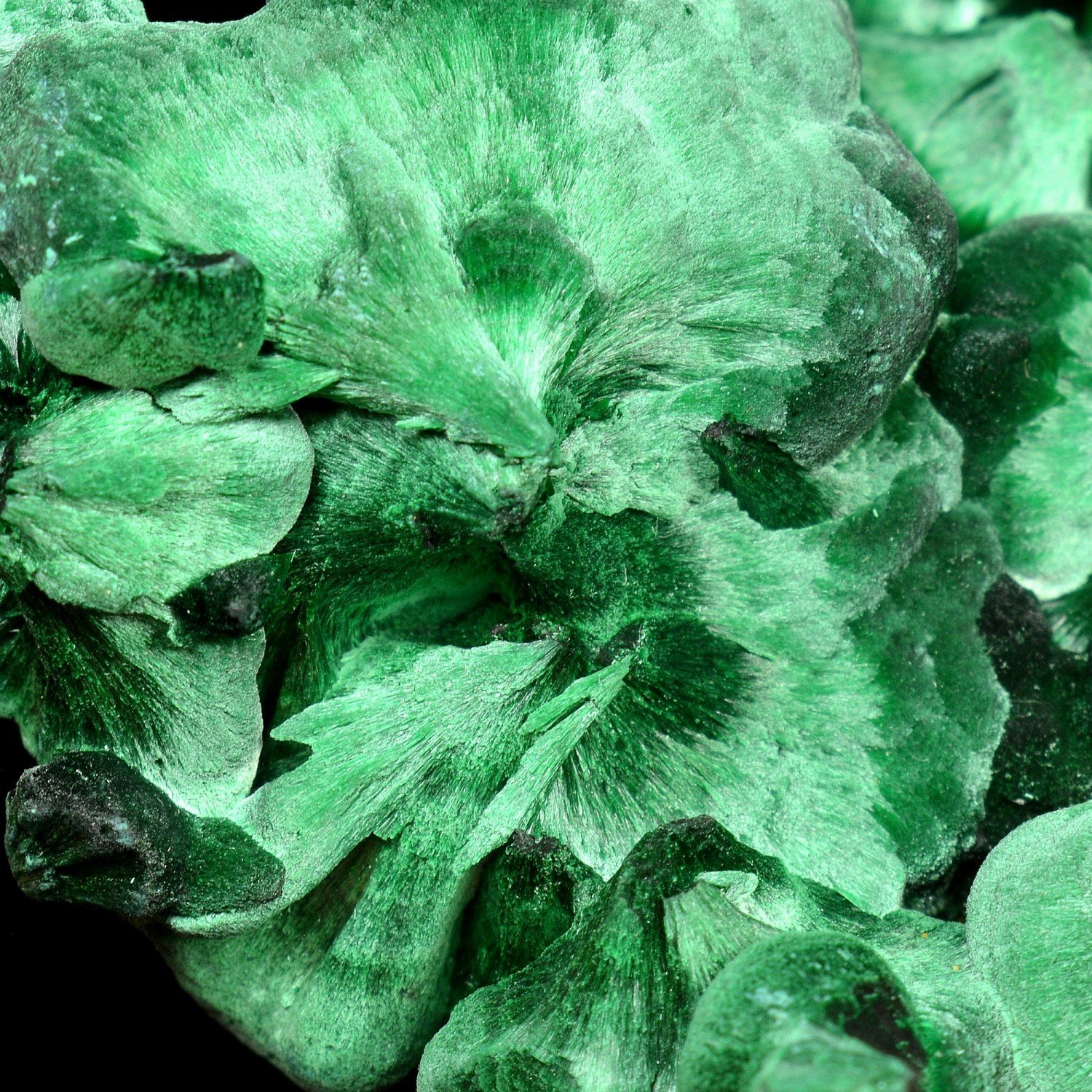 Malachite fibreuse - Katanga, RD Congo Malachite fibreuse - Katanga, RD Congo
