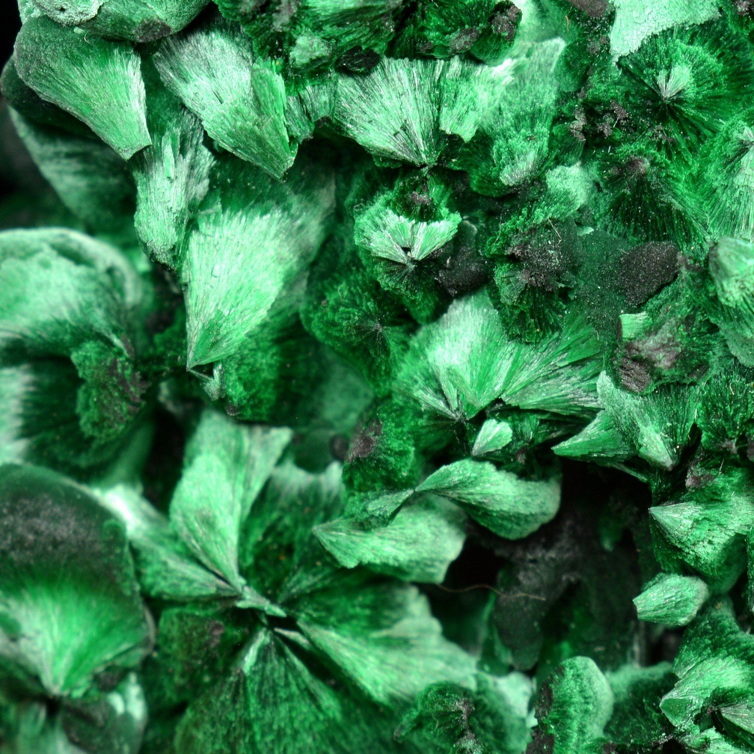 Malachite fibreuse - Katanga, RD Congo Malachite fibreuse - Katanga, RD Congo