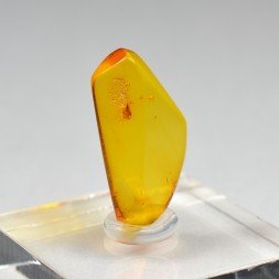 Ambre de la Baltique avec insecte